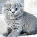 Mavi Boncugum Gri Scottish Fold