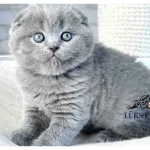 Mavi Boncuğum Gri Scottish Fold