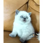 Yumos Gibi Blue Point British Shorthair