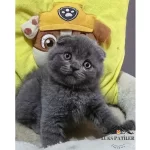 Ayıcık Surat Gri Scottish Fold Shorthair