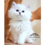 Masalsı Guzellikte Silver British Longhair