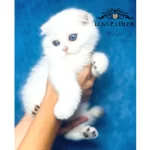 Nazarlık Bebek Silver Scottish Fold