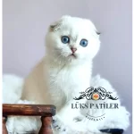 Top Kafacık Silver Scottish Fold