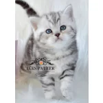 Dikkat Çekici Hatlarıyla Silver British Ns24