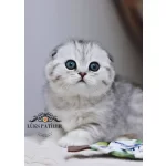 Canım Tosbik Silver Scottish Fold Shorthair