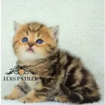 Etkileyici Blackgolden British Shorthair