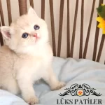 Altın Parlaklığında Golden British Shorthair