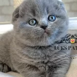 Ayıcık Surat Gri Scottish Fold Shorthair
