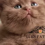 Dubai Çikolatası Tadında Chocolate British Shorthair