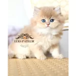 Altın Saçlı Golden British Longhair