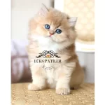 Altın Saçlı Golden British Longhair