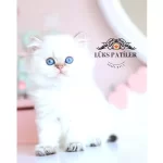 İpeksi tüylü Silver British Longhair