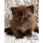Petito Ayıcığı Chocolate British Shorthair