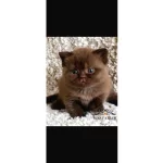Petito Ayıcığı Chocolate British Shorthair