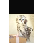 Oyuncu Silver British Longhair NS24