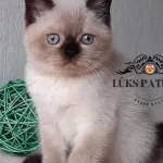 Bitter Çikolata Point British Shorthair