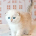Masum Bebeğim Silver Scottish Fold
