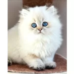 İpeksi tüylü Silver British Longhair