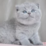 Gümüş Mucize Gri British Shorthair