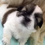 Shih Tzu Mukemmel bebeğim