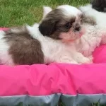 Saf Irk Harika Shih Tzu Bebeklerim
