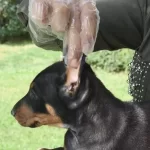 Show Kalite King Doberman Yavruları Magazamızda