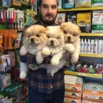 Satılık Chow Chow Yavruları