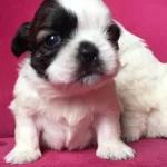 Orjinal Shih Tzu Yavrularımız Ab Pasaportlu Microchipli