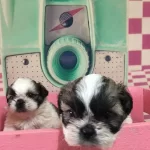 Mukemmel Shih Tzu Bebeklerim