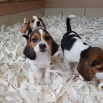 Beagle Yavruları Akkus Uretim Ciftliginden