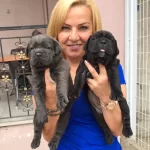 Mukemmel A Kalite Cane Corso Yavrularımız
