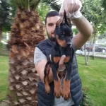 Show Kalite King Doberman Yavrular Magazamızda