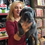 Muhteşem Irk Garantili Blue Cane Corso Yavrularımız