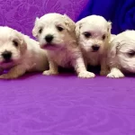 Sirin Sevimli Kar Gibi Maltese Terrier Yavrularımız