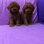Sirin Sevimli Mini Boy Toy Poodle Yavrularımız
