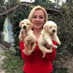 Bebek yüzlü Harika Golden Retriever Yavrularımız