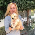 Bebek yüzlü Mukemmel Golden Retriever