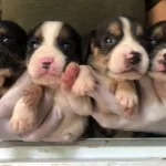 Uc Renk Harika Beagle Yavrularımız