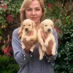 Mukemmel Irk Garantili Golden Retriever Yavrularımız