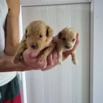 Irk Garantili Toy Poodle Yavrularımız