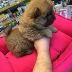 Show Kalite Sıfır Burun Chow Chow