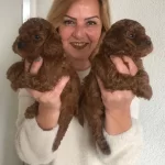Tuy Dokmez Koku Yapmaz Harika Toy Poodle Yavrularımız