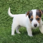 Kopek Irkının En Zeki Tum Ozellikleriyle Tercih Edilen Dost