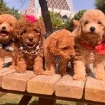 Toy Poodle Teacup Pelus Gorunumlu Yavrularımız