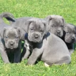 Blue Cane Corso Yavrularımız
