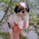 Shih Tzu Saf Irk Mukemmel Yavrular