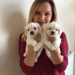 Kar Beyaz Maltese Terrier Yavrularımız