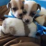 Orijinal Kısa Bacak Jack Russell Yavrularımız