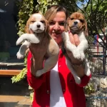 Irk Garantili Harika Beagle Yavrularımız