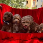 Toy Poodle Red Brown Red Yavrularımız